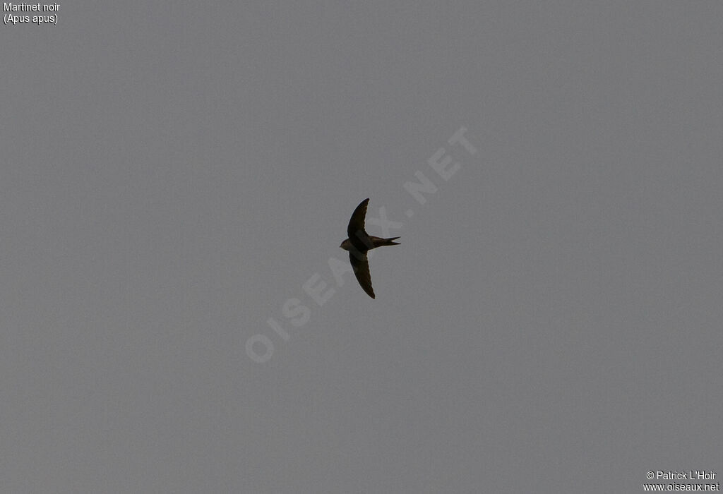 Common Swift, Flight