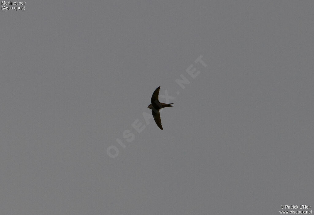 Common Swift, Flight