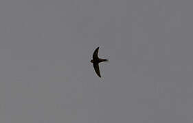 Common Swift