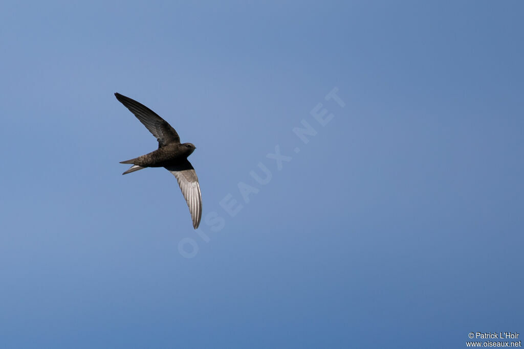 Common Swift