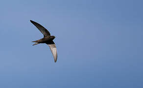 Common Swift