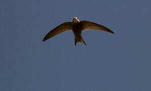 Pallid Swift