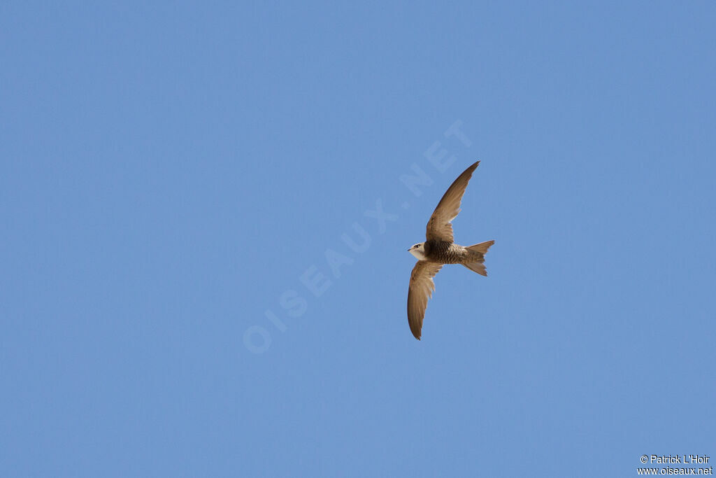 Pallid Swift