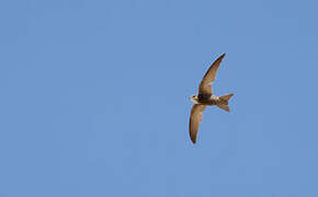 Pallid Swift