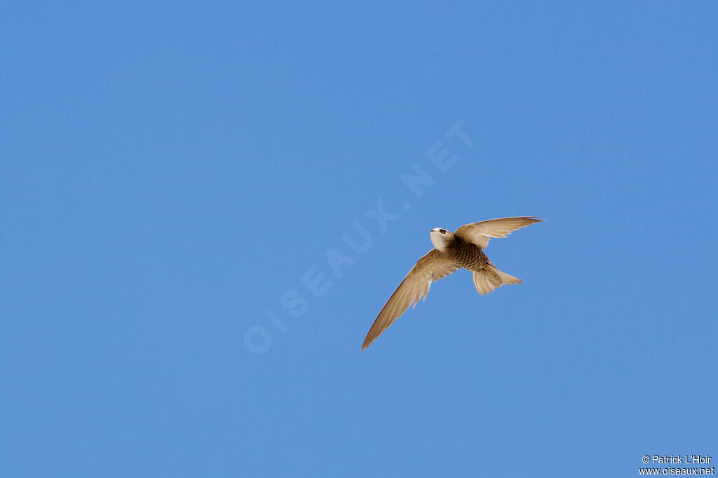 Pallid Swift