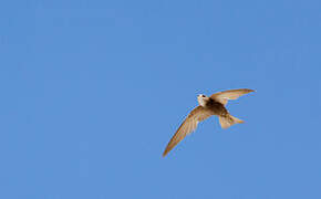 Pallid Swift