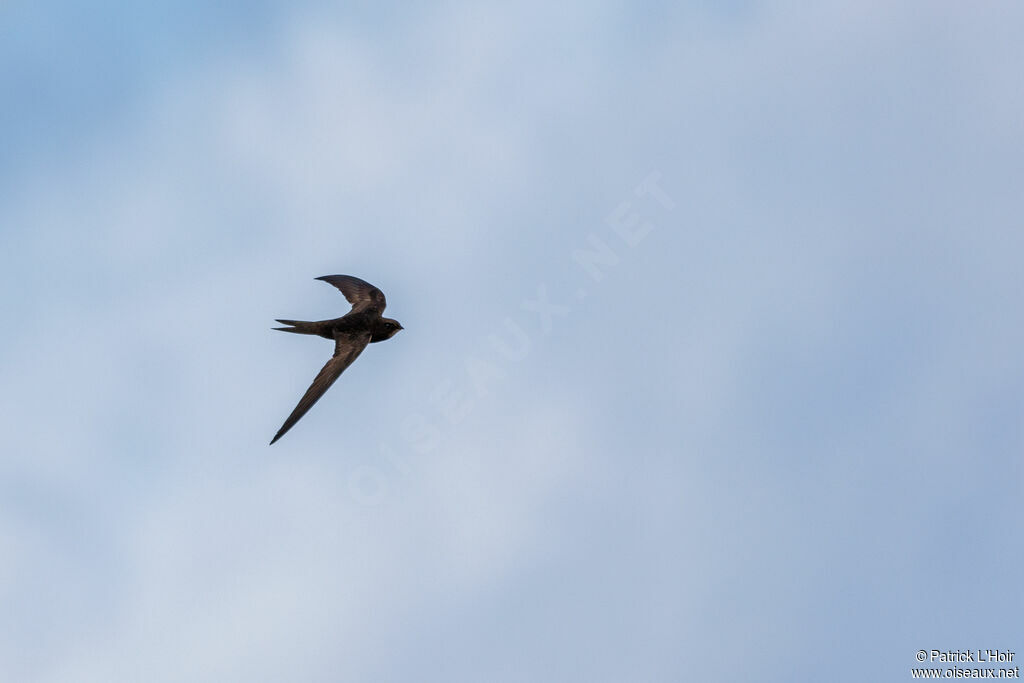 Plain Swift