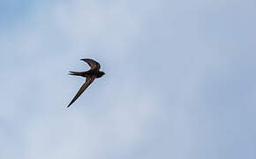 Plain Swift