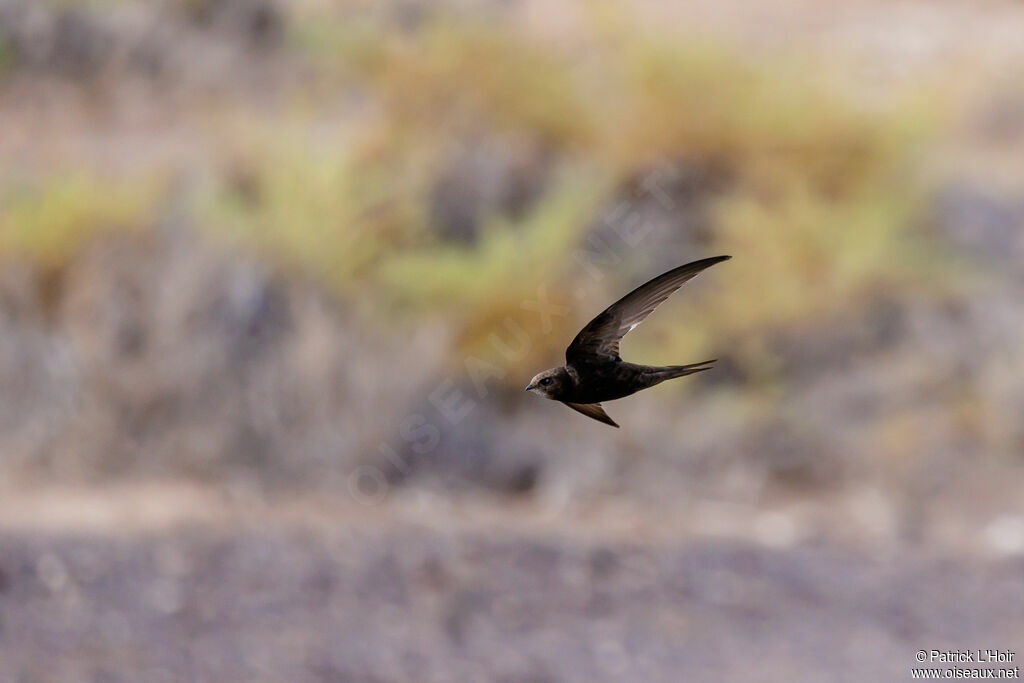 Plain Swift