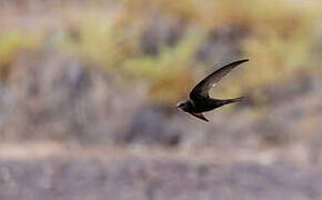 Plain Swift