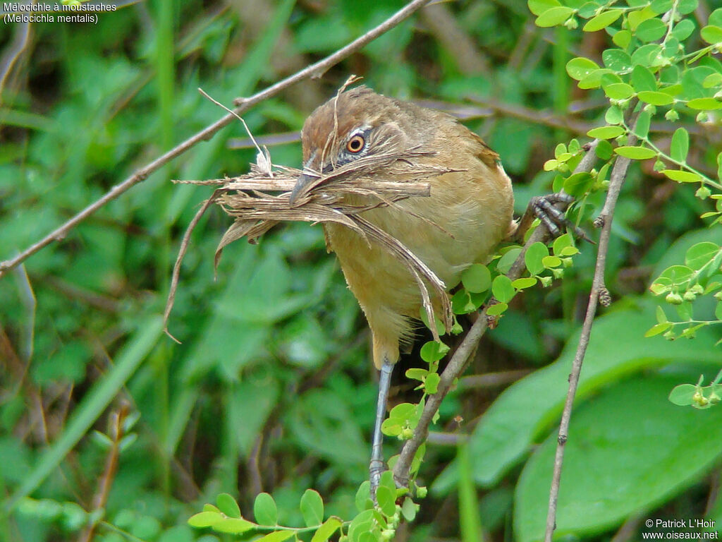 Moustached Grass Warbler