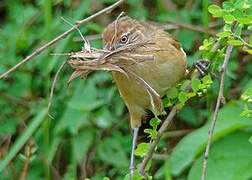 Moustached Grass Warbler