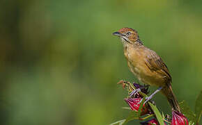 Moustached Grass Warbler