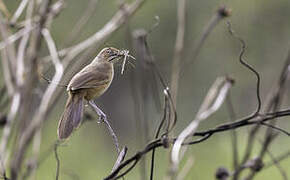 Moustached Grass Warbler