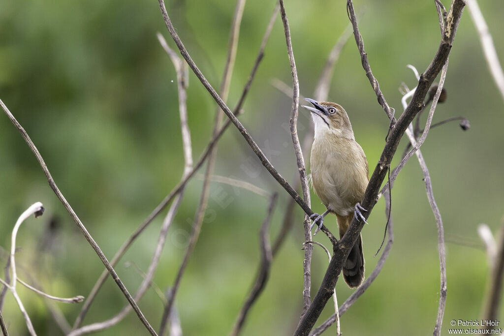 Moustached Grass Warbler male adult breeding, song