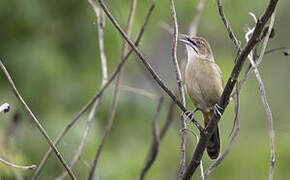 Moustached Grass Warbler