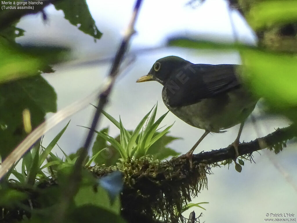 White-throated Thrush