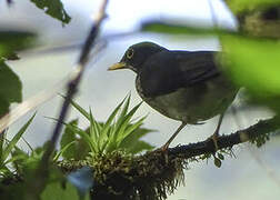 White-throated Thrush