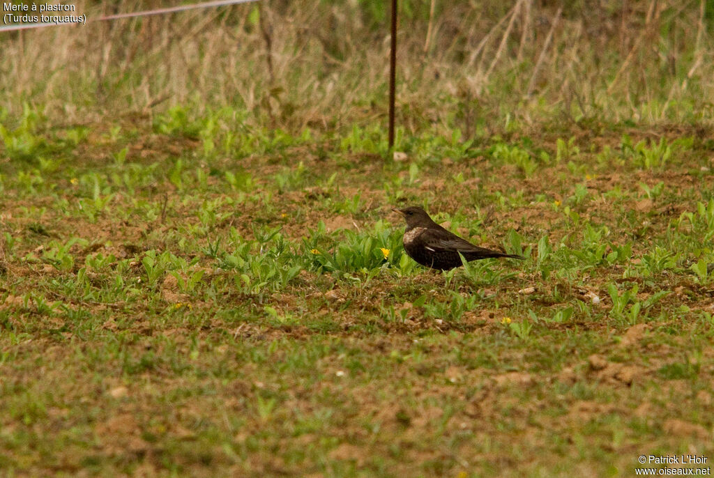 Ring Ouzel