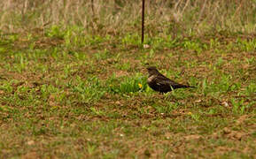 Ring Ouzel