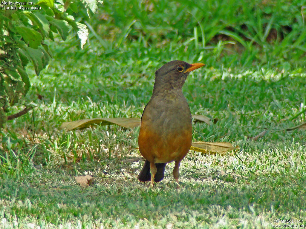 Abyssinian Thrush