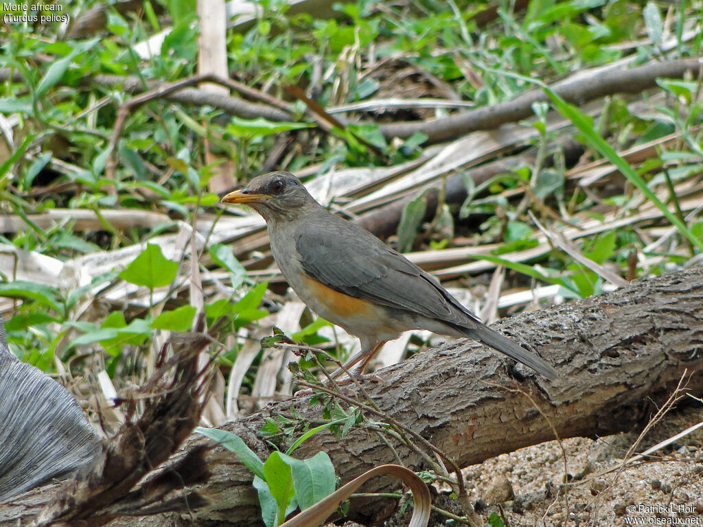 African Thrush