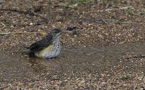 African Thrush