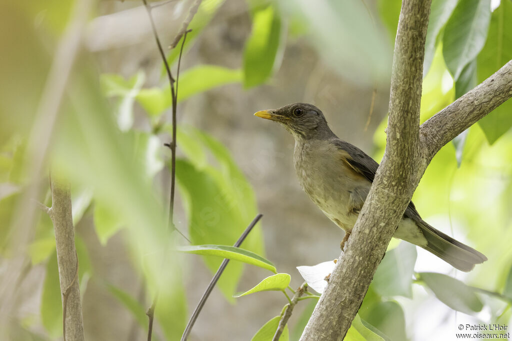 Merle africainadulte