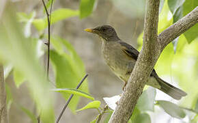 African Thrush