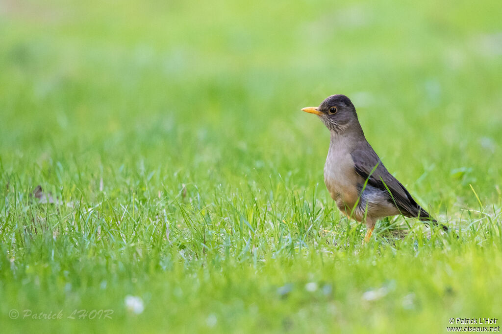 Austral Thrush