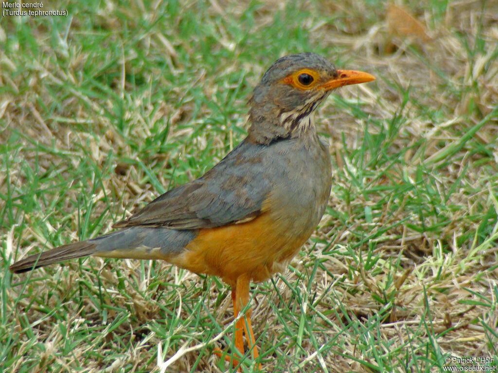 Bare-eyed Thrush