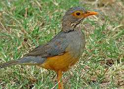 Bare-eyed Thrush