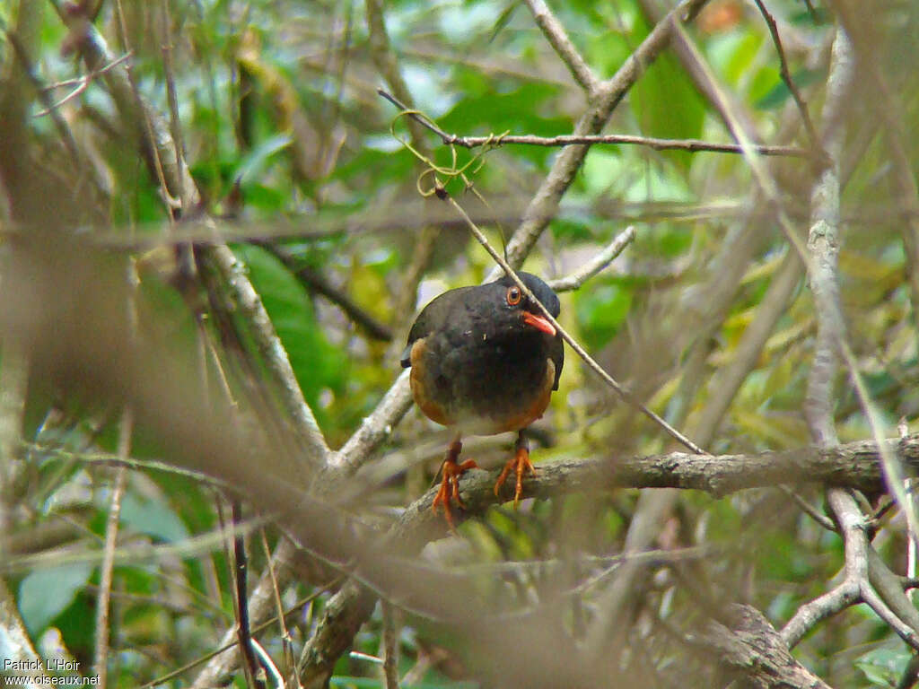 Taita Thrush