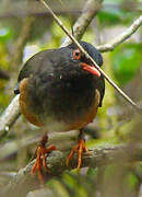 Taita Thrush