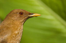 Clay-colored Thrush