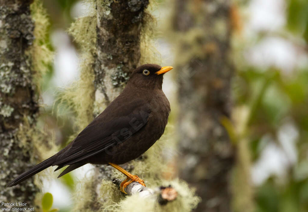 Sooty Thrush female adult, identification