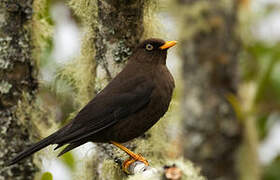 Sooty Thrush