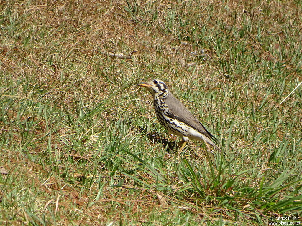 Groundscraper Thrush