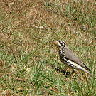 Merle litsitsirupa