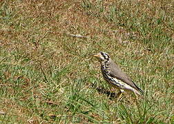 Groundscraper Thrush