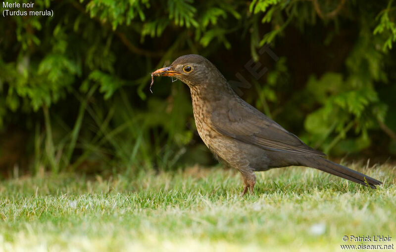 Common Blackbird female adult, feeding habits