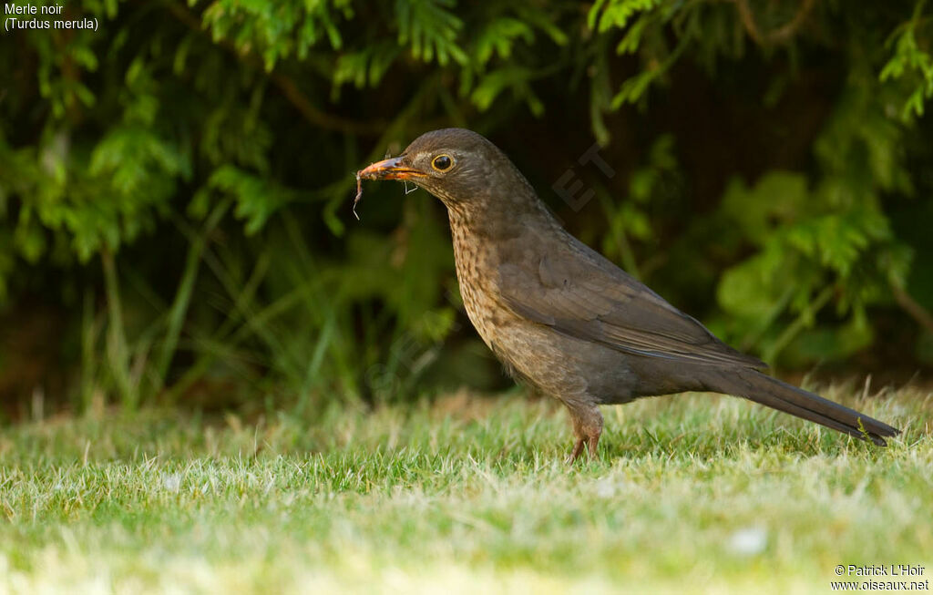 Common Blackbird female adult, feeding habits