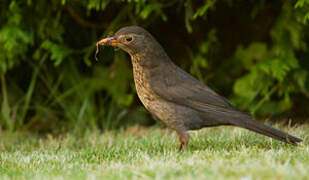 Common Blackbird