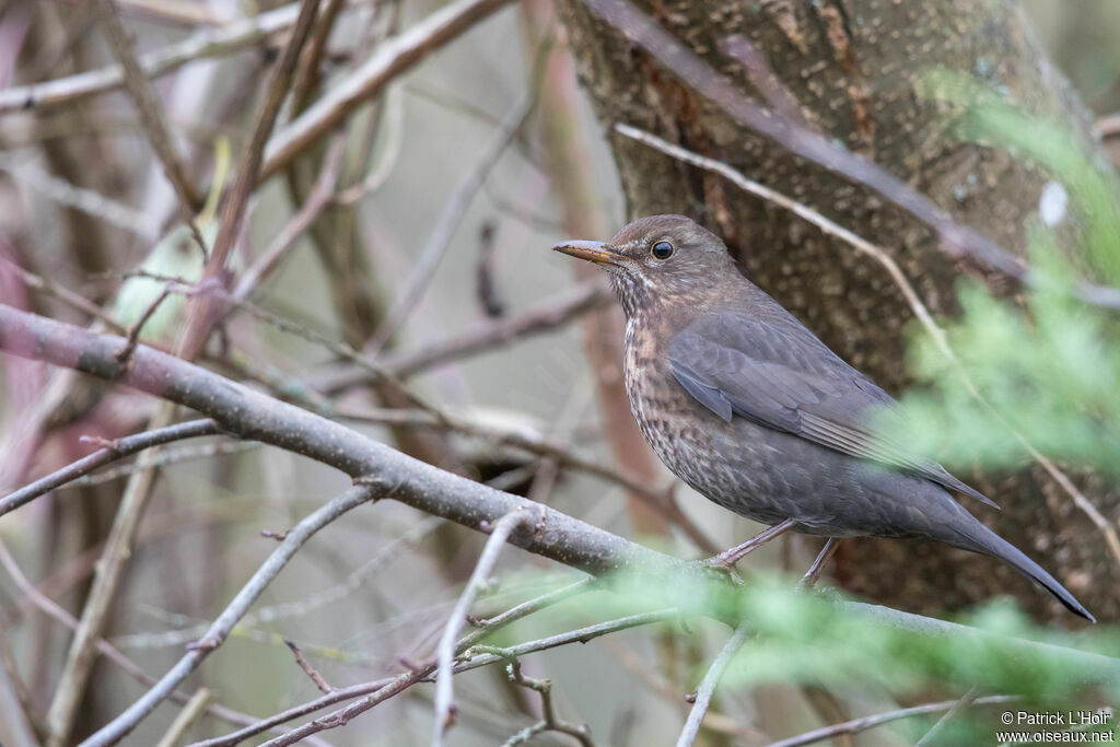 Common Blackbird female adult