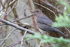 Common Blackbird