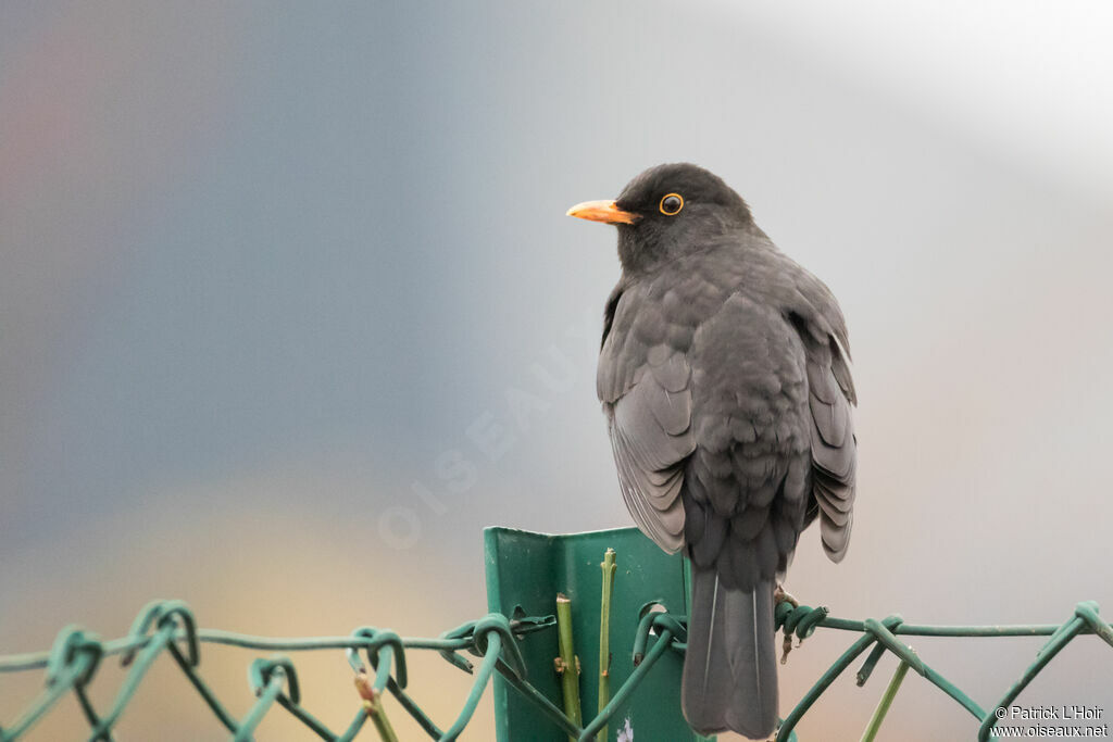 Common Blackbird male adult