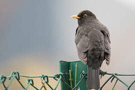 Common Blackbird