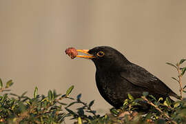 Common Blackbird