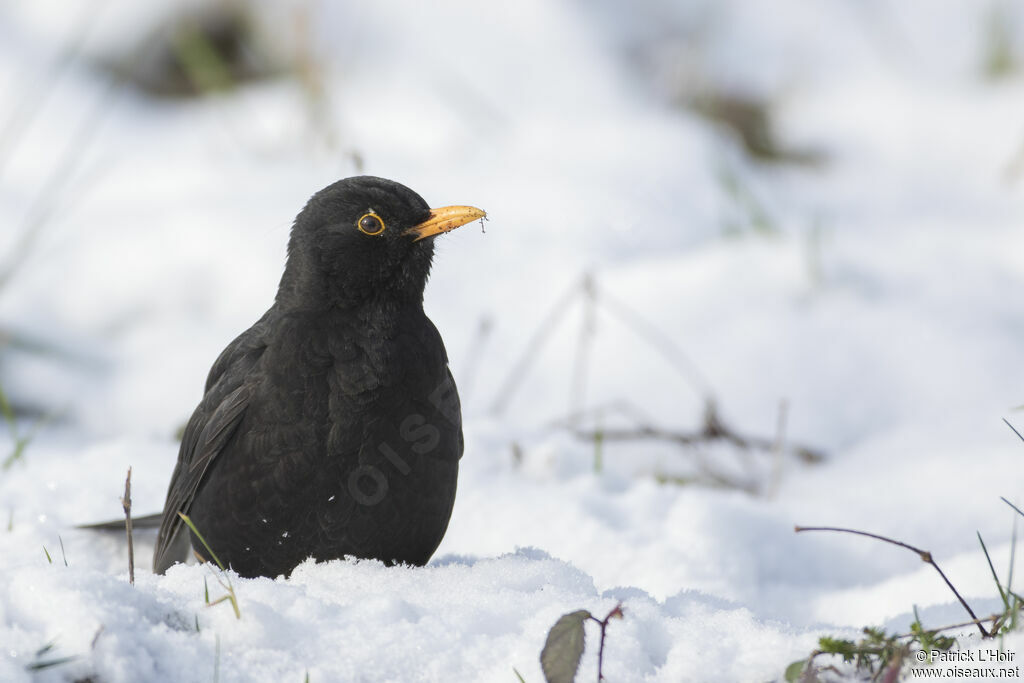 Common Blackbird male adult