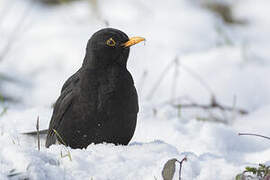 Common Blackbird